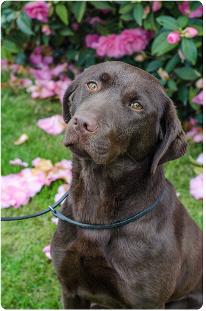 Grangemead labradors sales